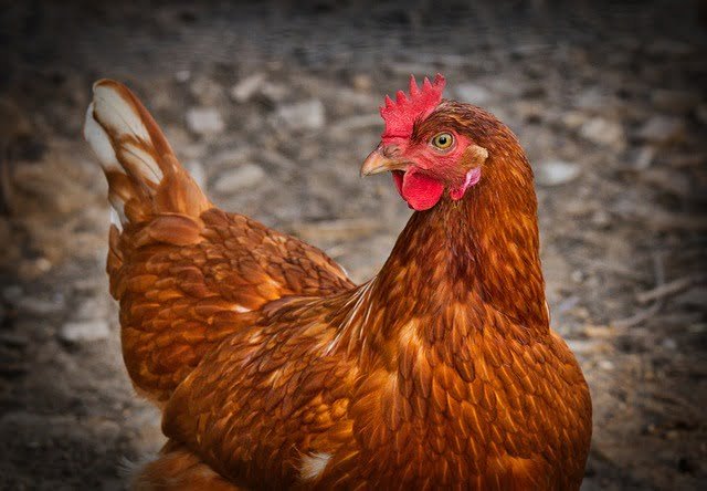 Can Chickens Eat Honeydew Melon
