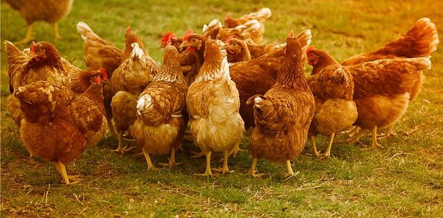 Can Chickens Eat Green Olives