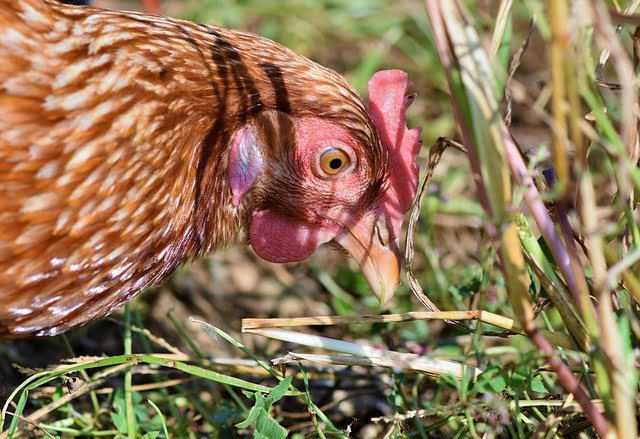 Can Chickens Eat Graham Crackers