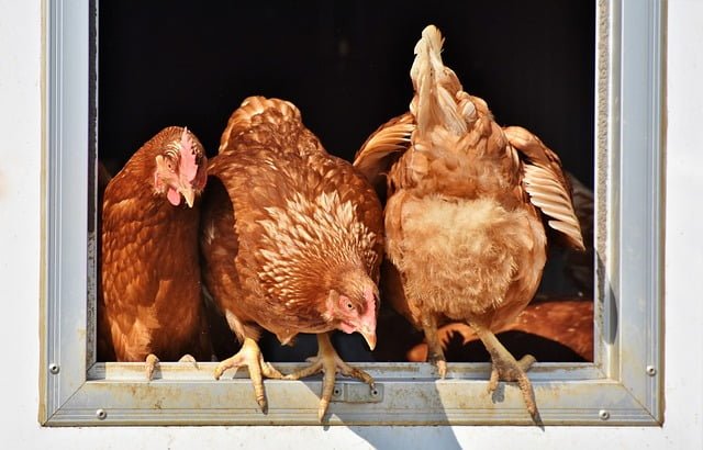 Can Chickens Eat Hot Dogs
