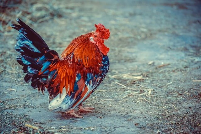 Can Chickens Eat Honeydew
