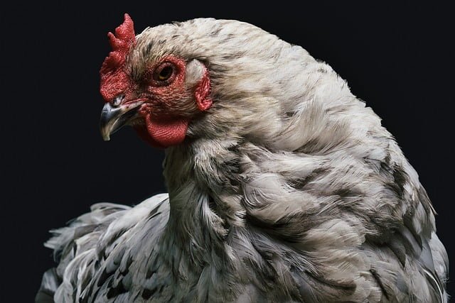 Can Chickens Eat Goldenrod