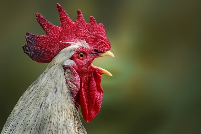 Can Chickens Eat Jicama