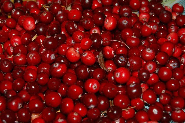 Can Ducks Eat Cranberries