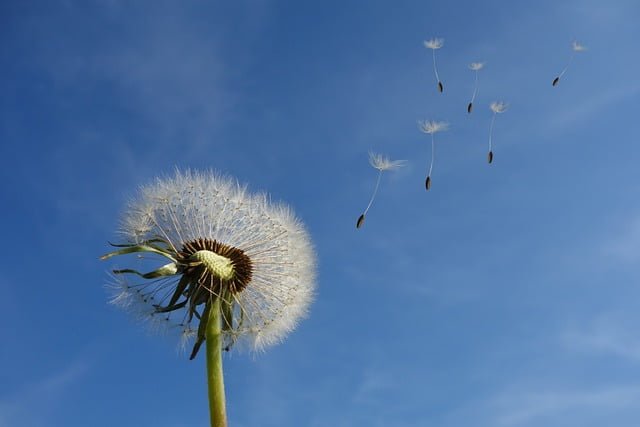 Can Tortoises Eat Dandelion Flowers