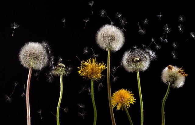 Can Ducks Eat Dandelions