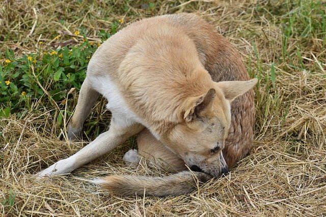 Are Dog Ticks Dangerous to Humans