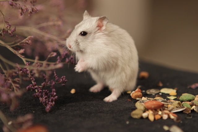 Can Chickens Eat Hamster Food