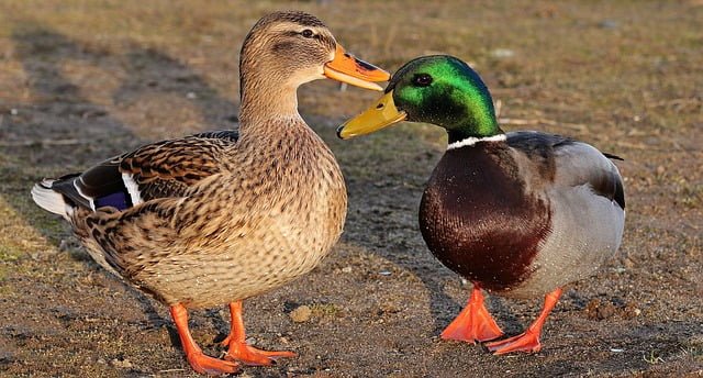 Can Ducks Eat Papaya