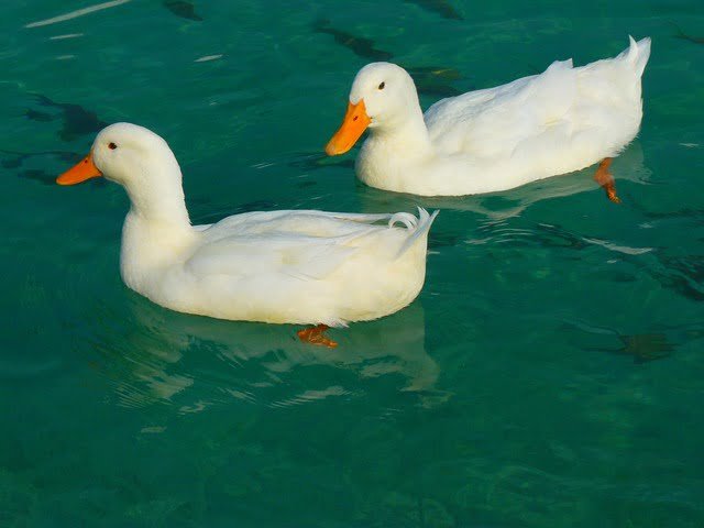 Can Ducks Eat Raspberries