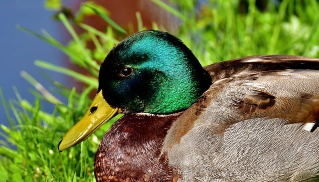Can Ducks Eat Dried Cranberries