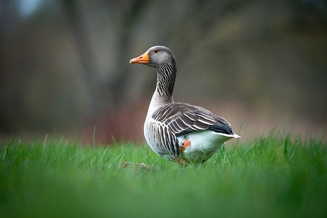 Can Ducks Eat Goat Feed