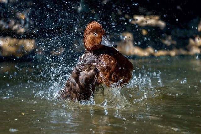 Can Ducks Eat Ginger
