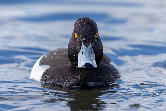 Can Ducks Eat Peppers