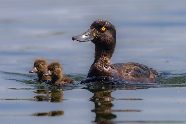 Can Ducks Eat Goat Feed