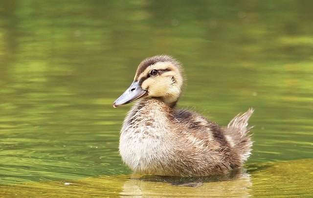 Can Ducks Eat Garlic