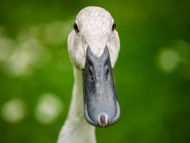 Can Ducks Eat Dandelions
