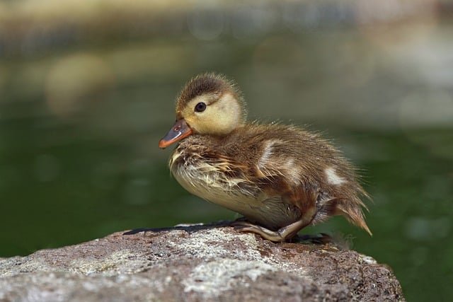 Can Ducks Eat Dandelions