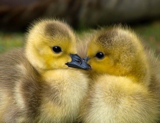 Can Ducks Eat Cranberries