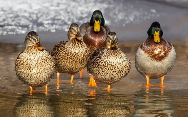Can Ducks Eat Banana Peels