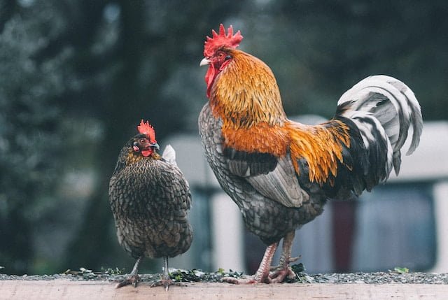 Can Chickens Eat Guinea Pig Food