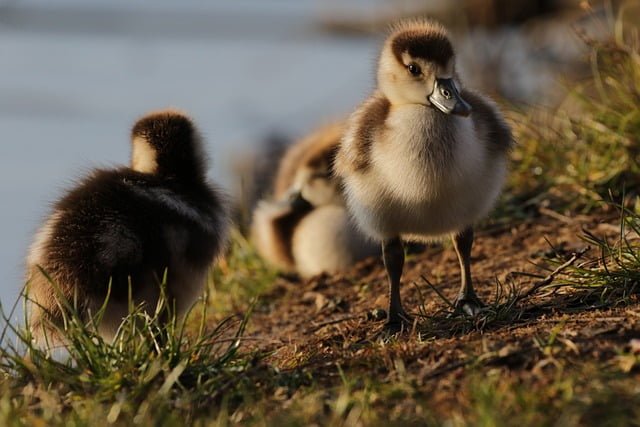 Can Ducks Eat Tortillas