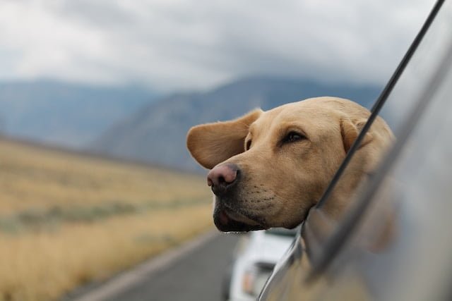 Preparing Your Pet for an International Move