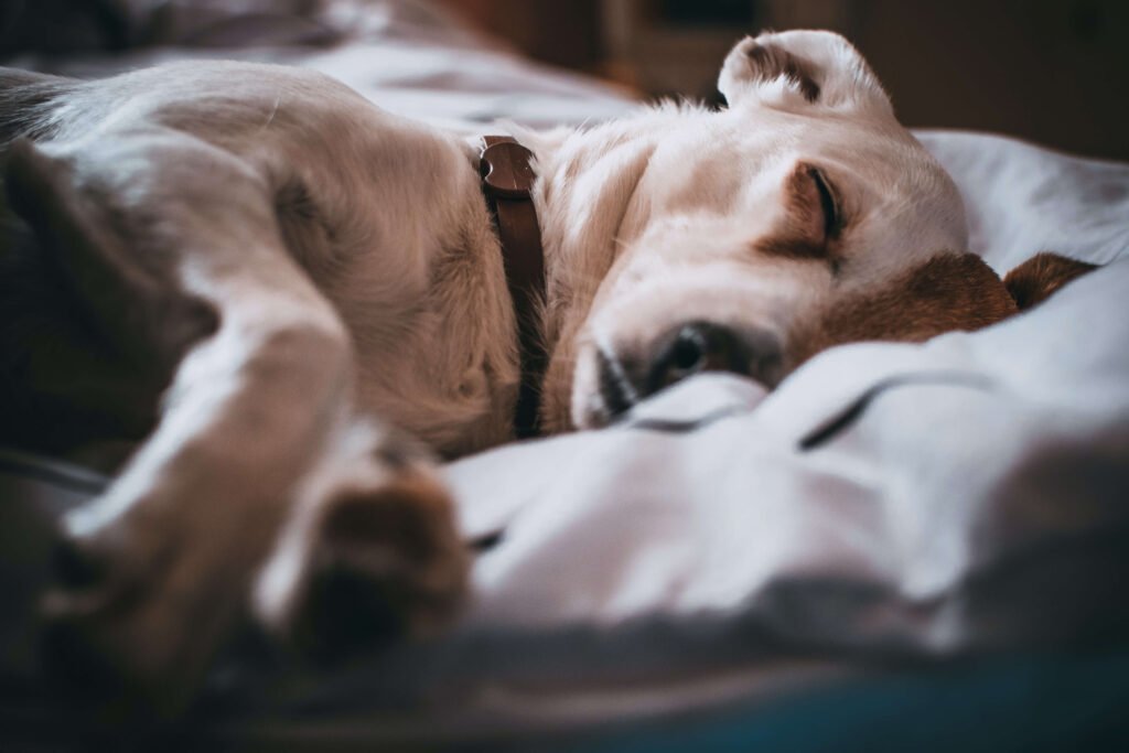 Pet's Quality of Life Checklist