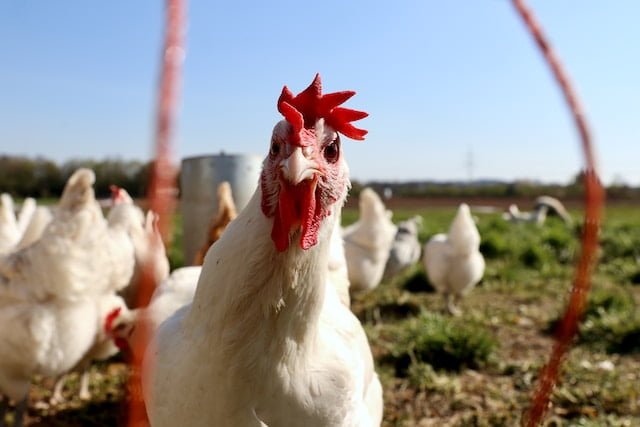 Can Chickens Eat Guinea Pig Food