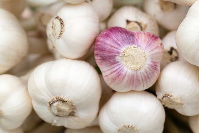 Can Ducks Eat Garlic