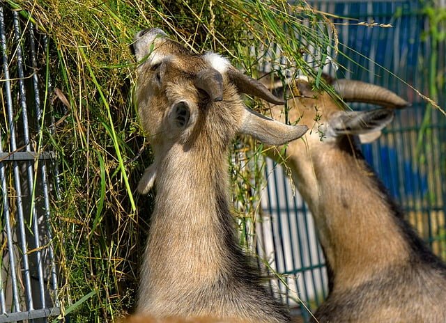 Can Ducks Eat Goat Feed