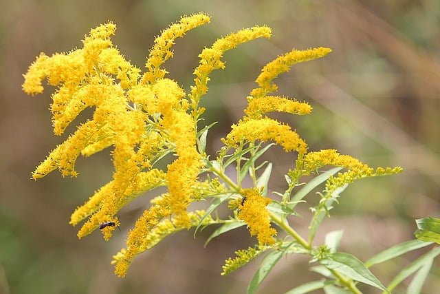 Can Chickens Eat Goldenrod