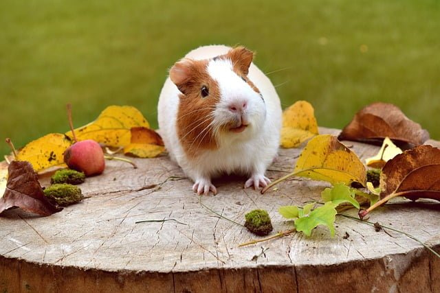 Can Guinea Pigs Eat Honey