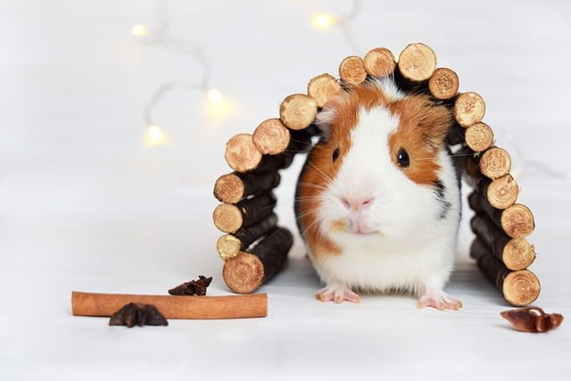 Can Guinea Pigs Eat Hibiscus Flowers