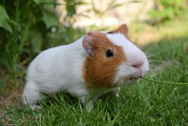 Can Guinea Pigs Eat Endive