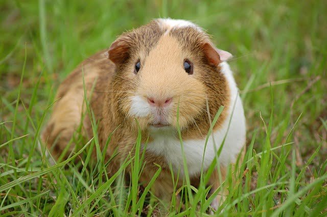 Can Guinea Pigs Eat Acorns