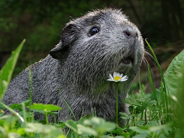 Can Guinea Pigs Eat Edamame