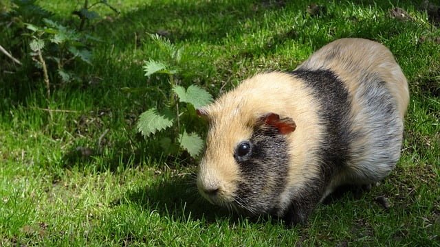 Can Guinea Pigs Eat Ice