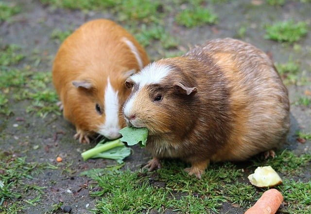 Can Guinea Pigs Eat Gourds