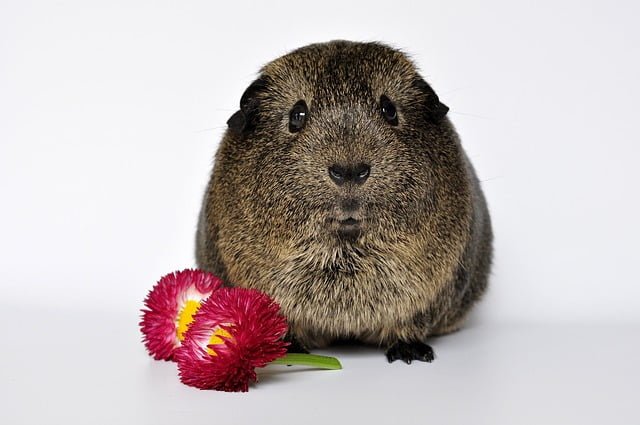Can Guinea Pigs Eat Lentil Sprouts