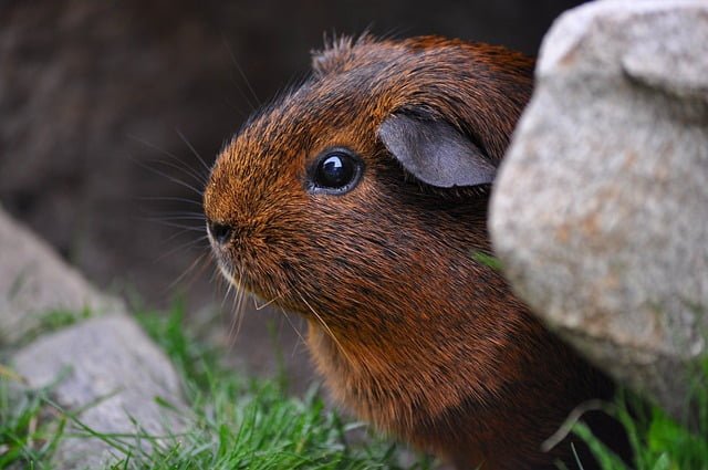 Can Guinea Pigs Eat Endive