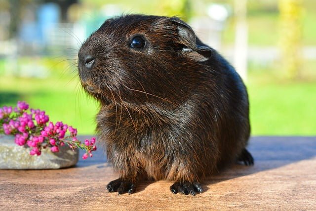 Can Guinea Pigs Eat Cat Food