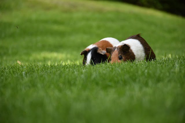 Can Guinea Pigs Eat Aloe Vera