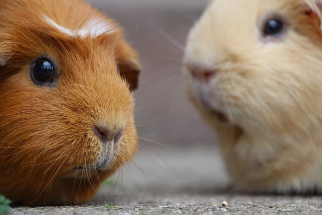 Can Guinea Pigs Eat Aloe Vera