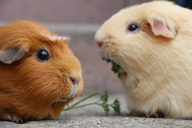 Can Guinea Pigs Eat Acorns