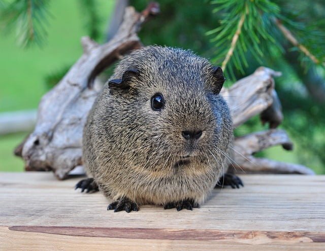 Can Guinea Pigs Eat Alfalfa Sprouts