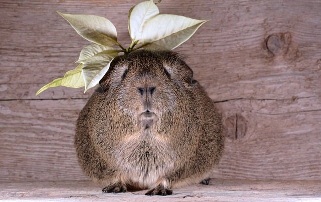 Can Guinea Pigs Eat Edamame
