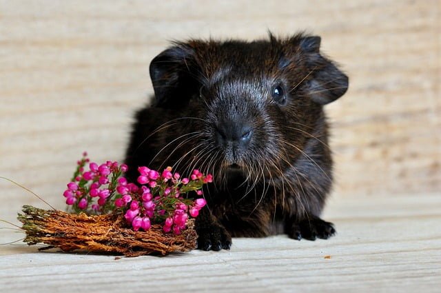 Can Guinea Pigs Eat Jalapenos