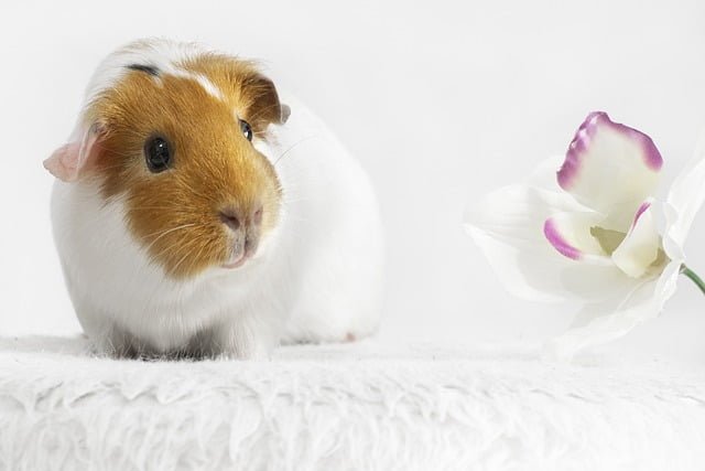 Can Guinea Pigs Eat Kohlrabi