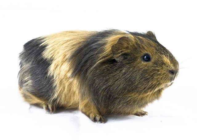 Can Guinea Pigs Eat Ice